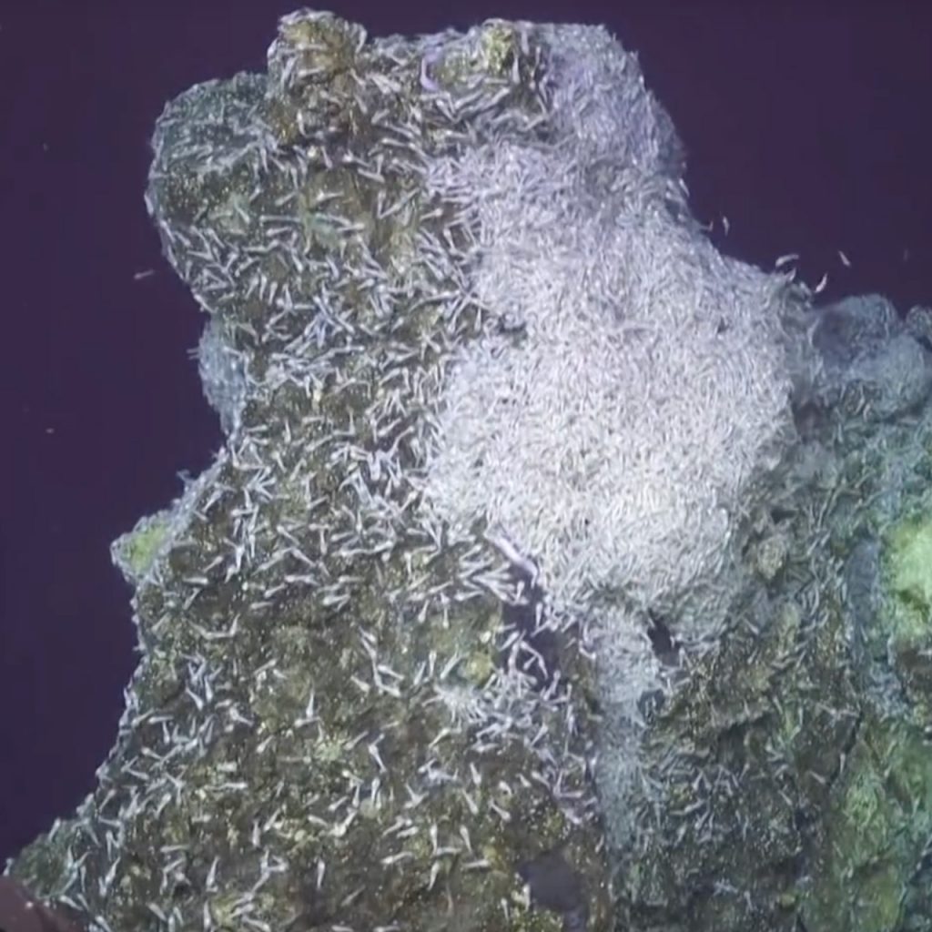 Hydrothermal Vent System with Shrimp