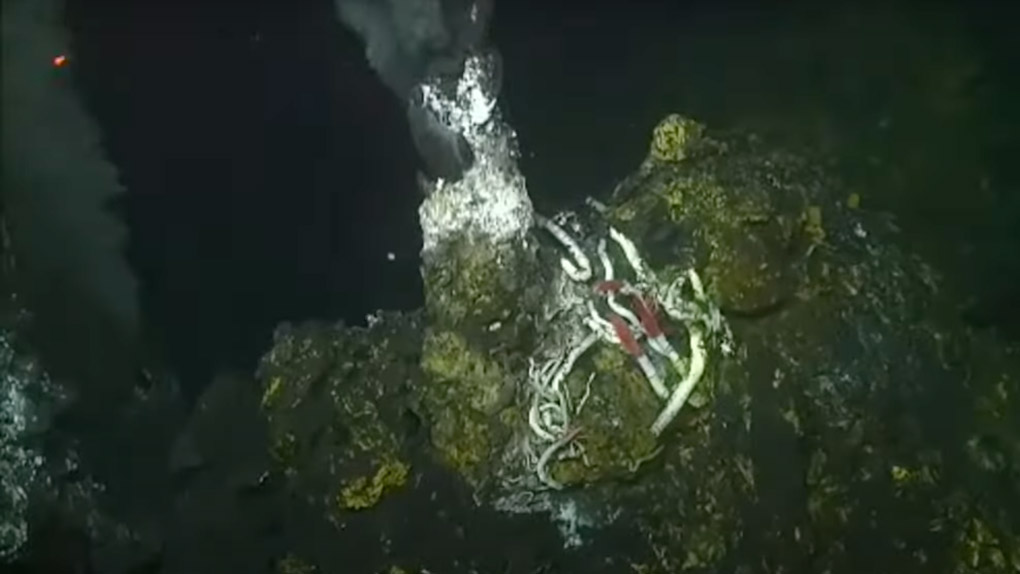 Hydrothermal vent and tube worms in the Guaymas Basin, Gulf of California.