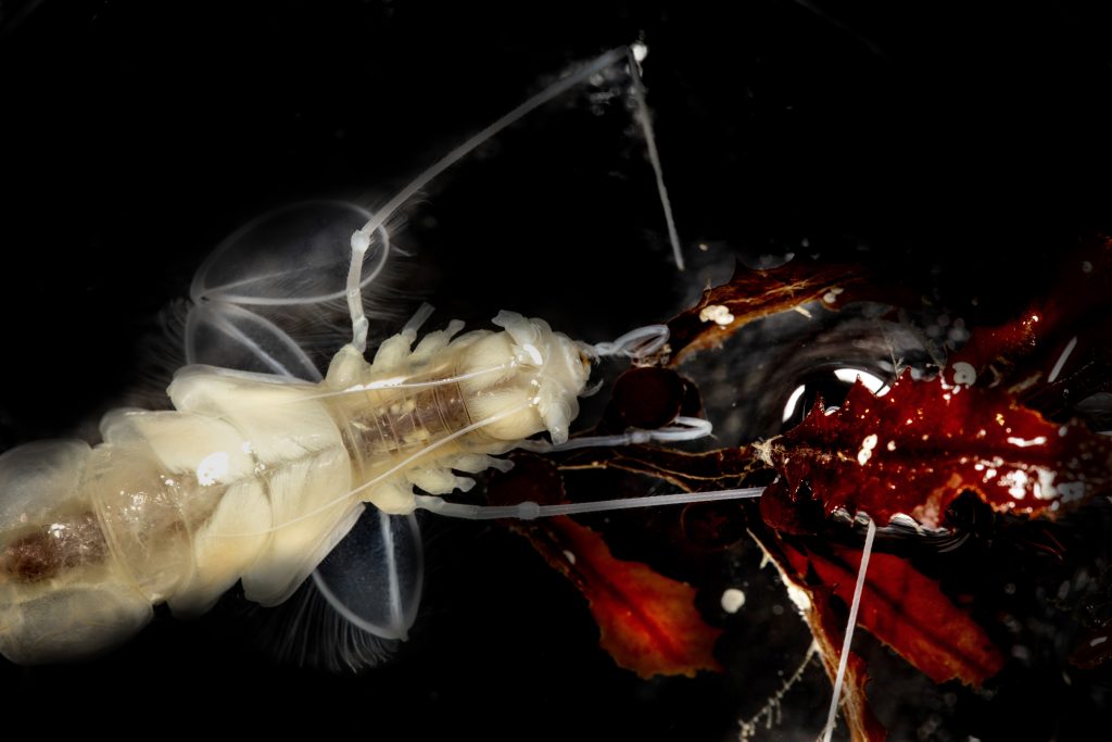 swimming crustacean food source