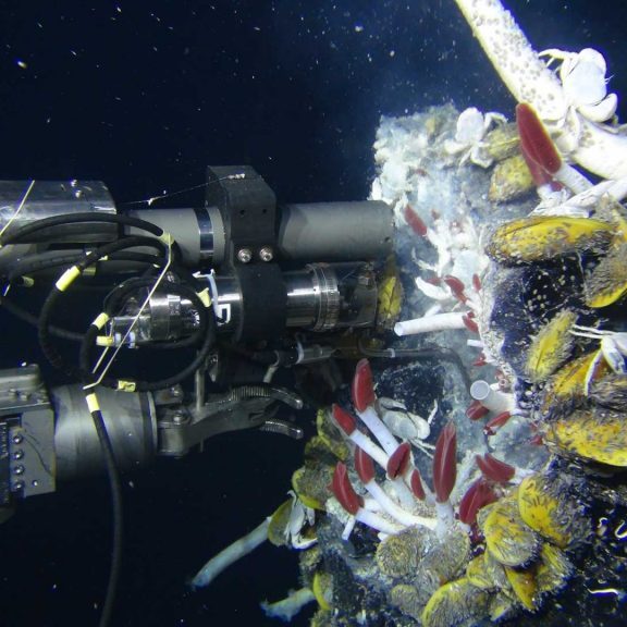 Jason uses an isobaric gas-tight (IGT) sampler to collect fluids flowing from a hydrothermal vent in the Pacific that supplies chemicals supporting lush, vibrant ecosystems. (hoto courtesy of Stefan Sievert, WHOI/NSF/ROV Jason, 2014)