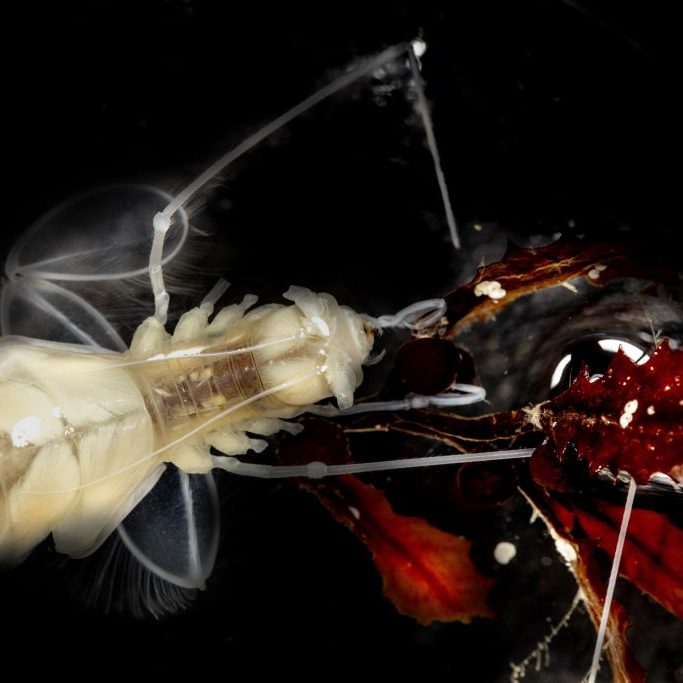 swimming crustacean food source